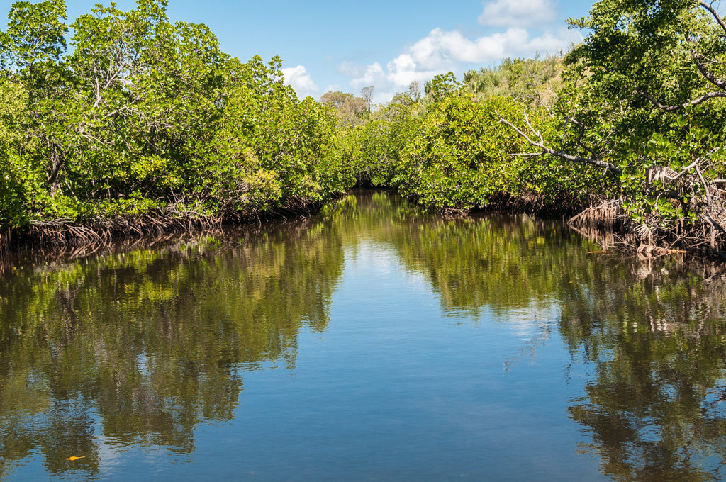 Mangroves malgaches situées au Nord-Est du Pays dans la région de Boeny. Azala, grâce à son partenaire Bondy, participe au reboisement de l’île et cherche à favoriser l’agriculture durable et responsable dans le pays.